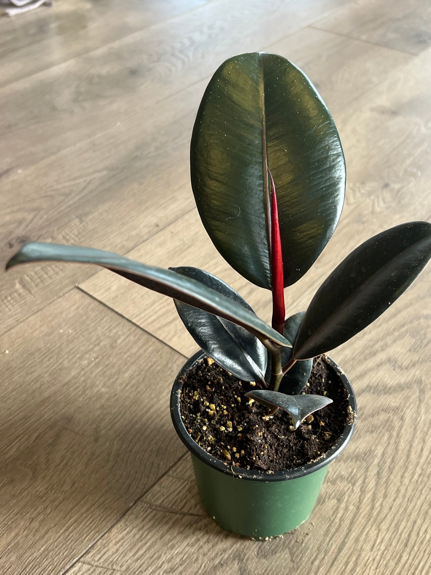Ficus elastica 'Burgundy Rubber tree'