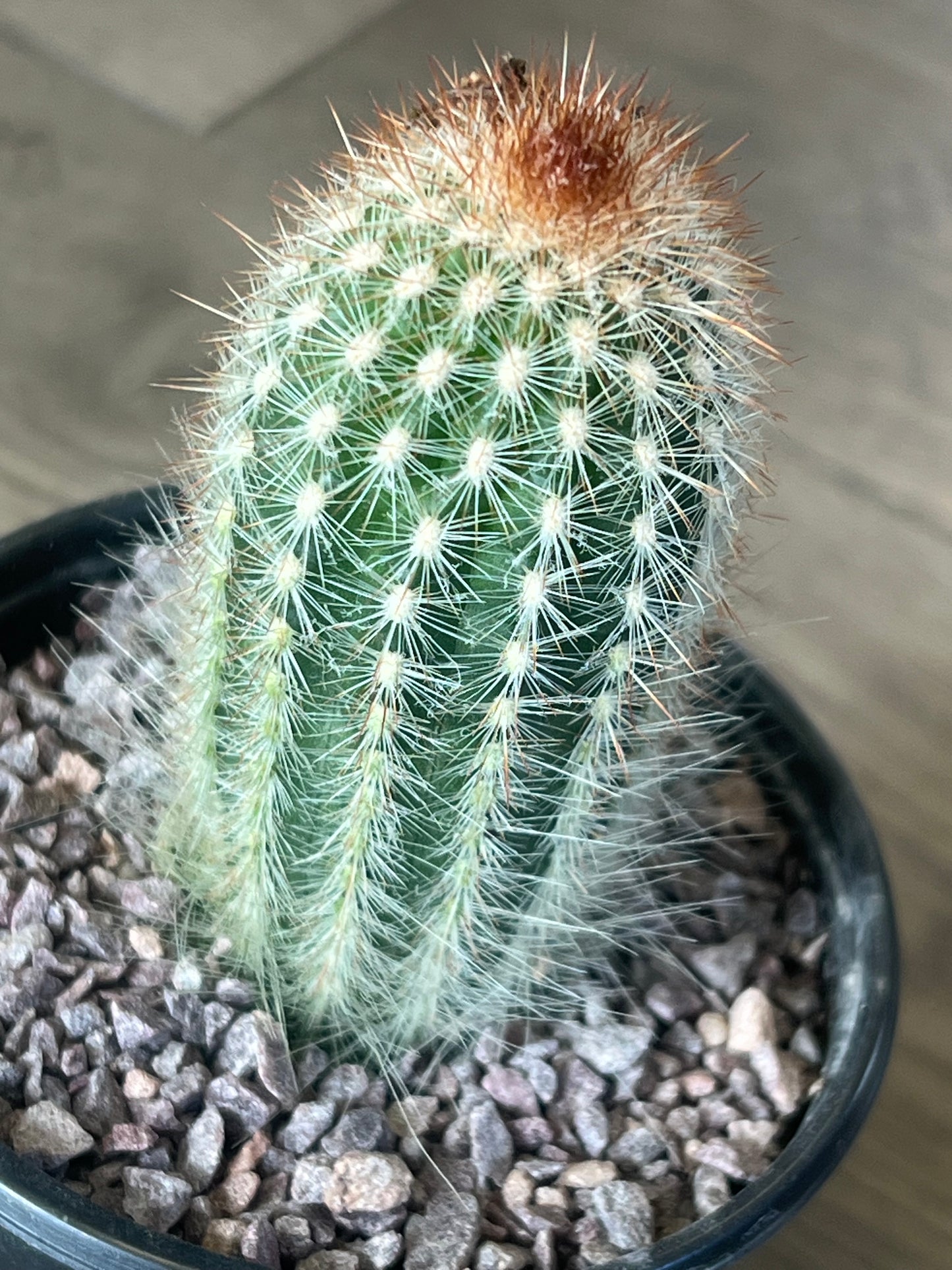 Echinocereus reichenbachii cactus
