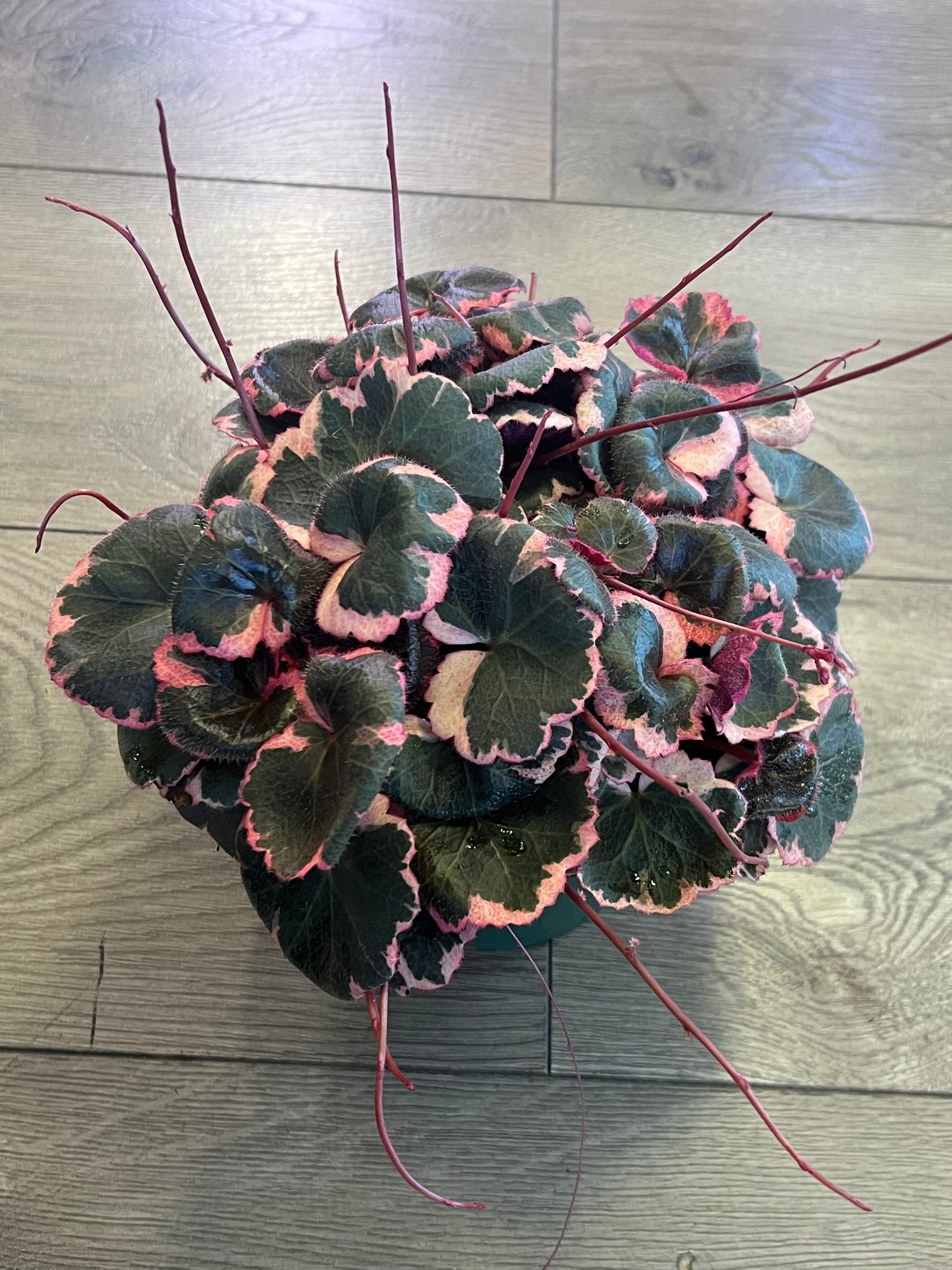 Saxifraga stolonifera 'Strawberry Begonia Varigated'