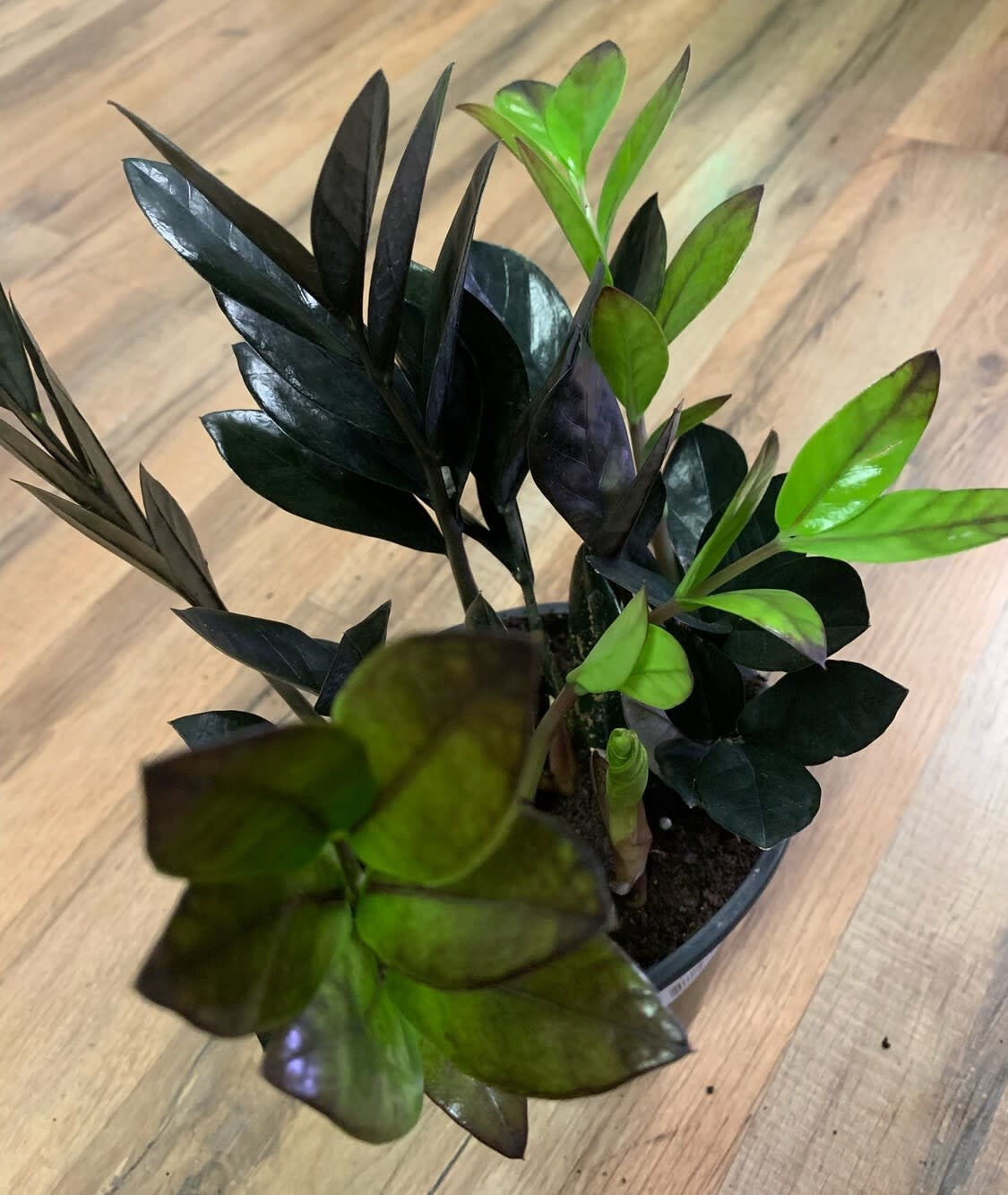 Zamioculcas zamiifolia Raven ‘ZZ'