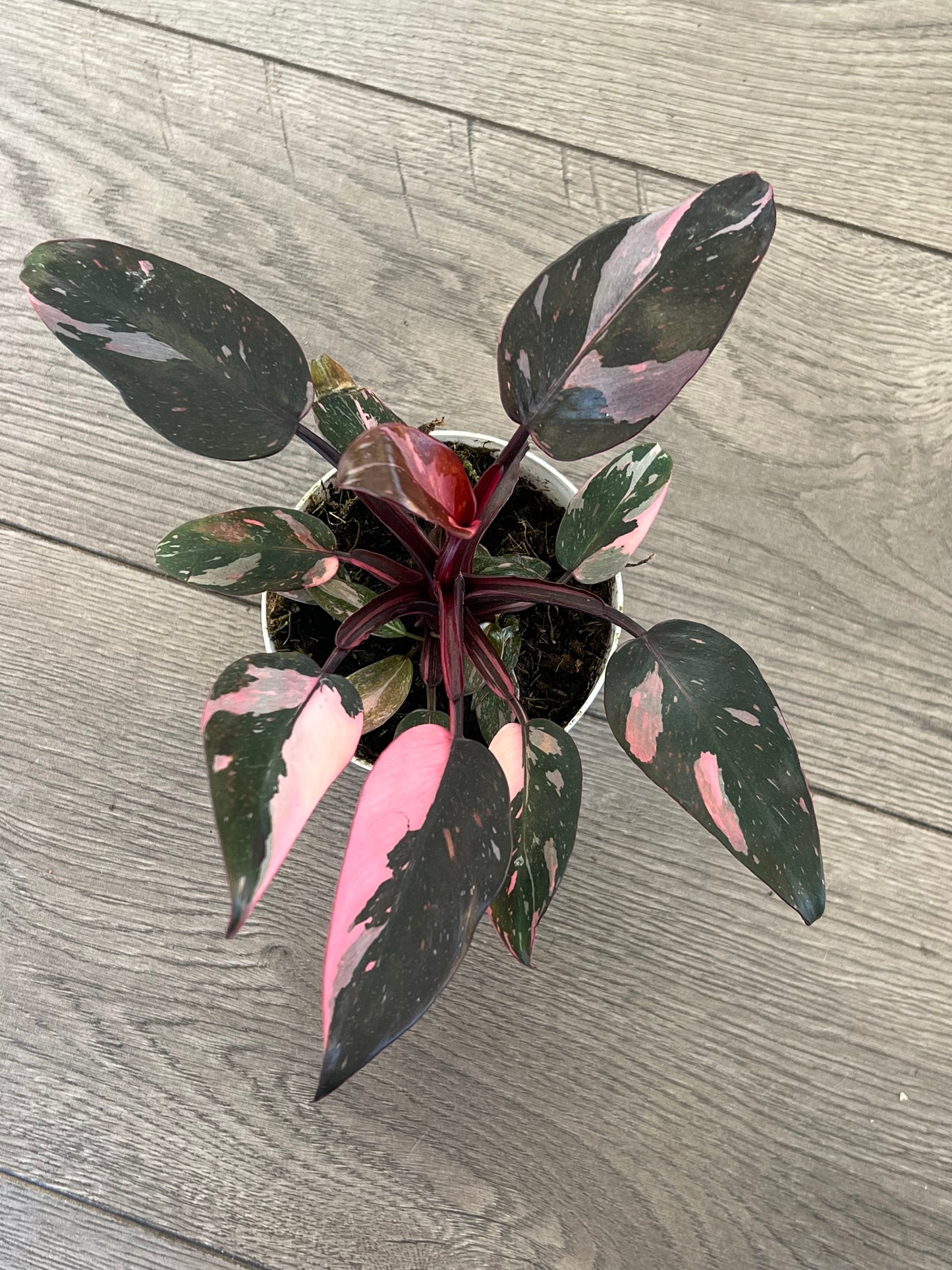 Philodendron Pink Princess