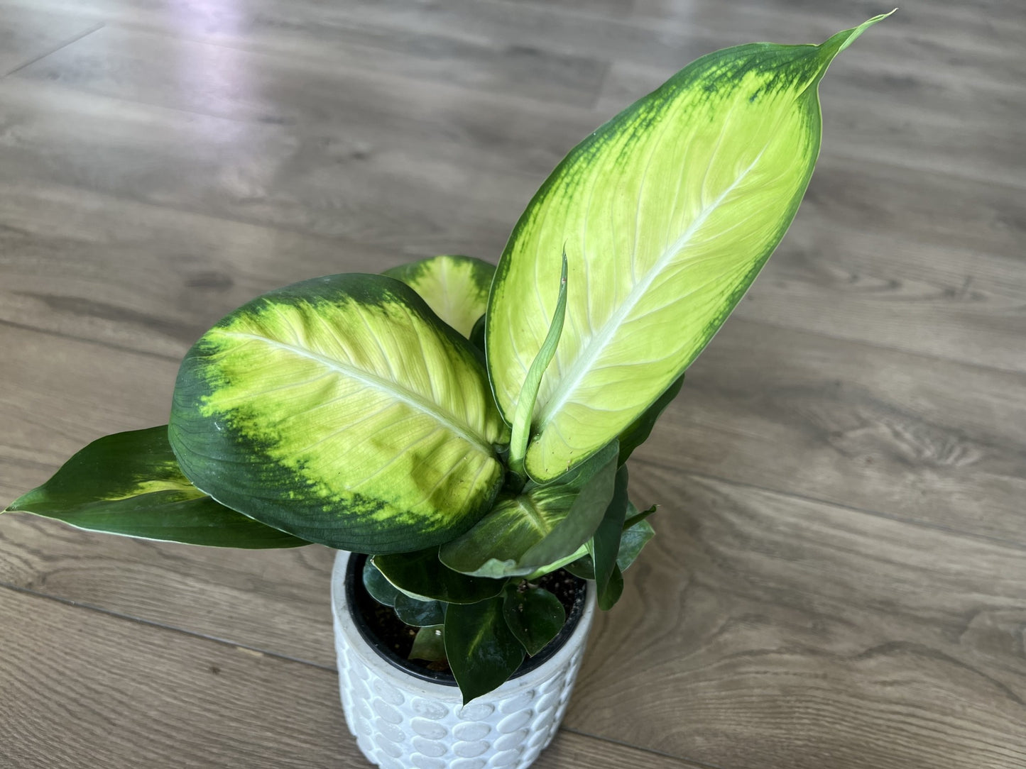 Dieffenbachia 'Camille'