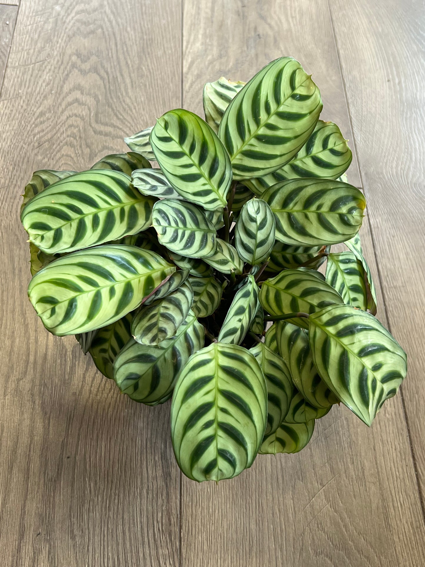 Ctenanthe ‘Burle Marxii’