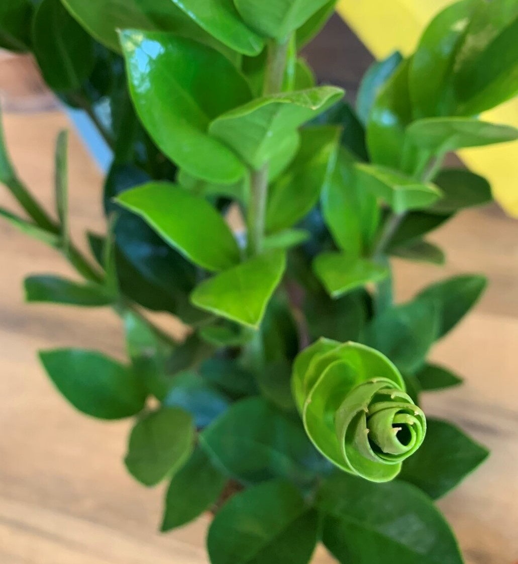 Zamioculcas zamiifolia 'ZZ'