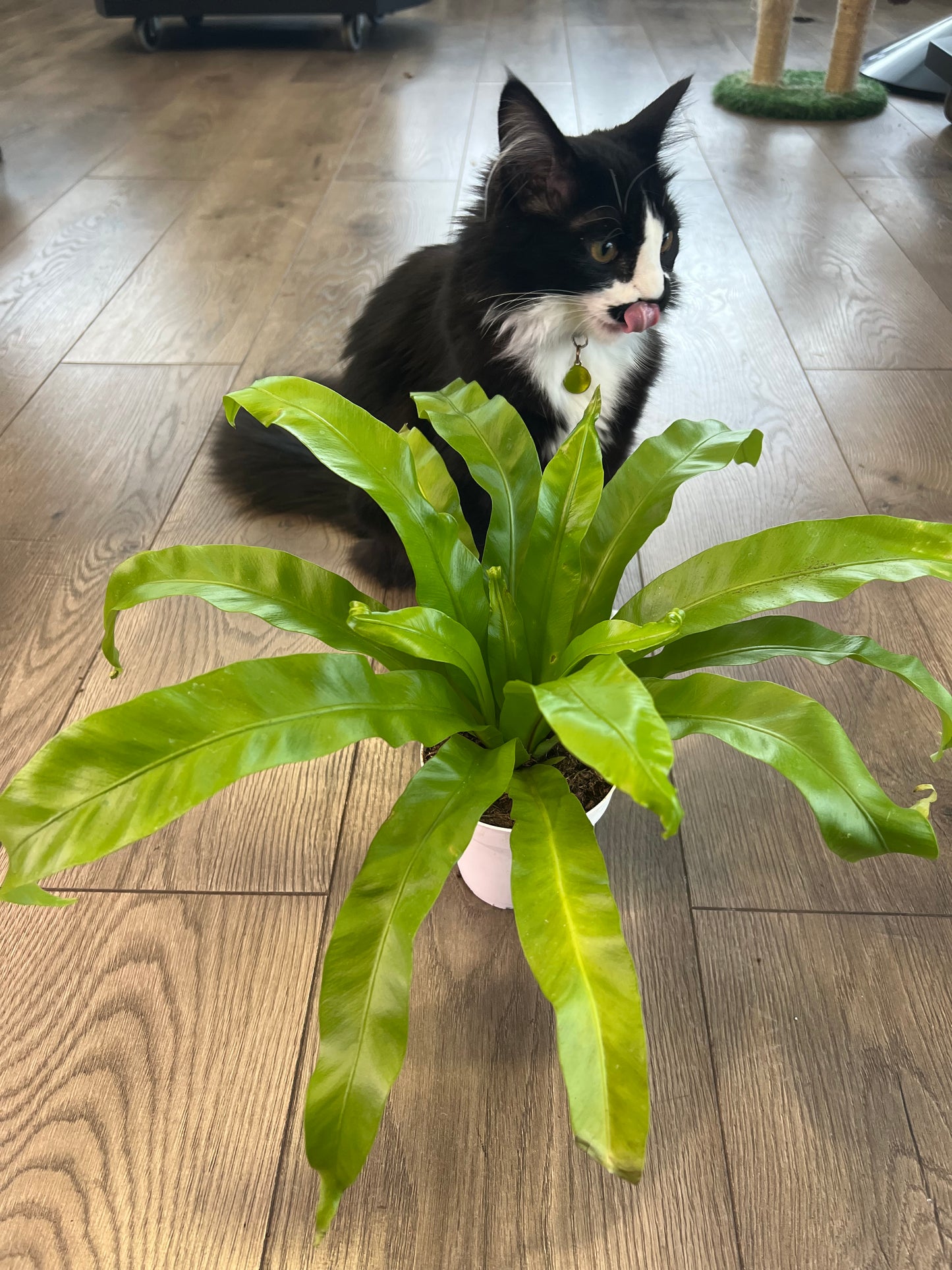 Asplenium nidus 'Birds Nest Fern'