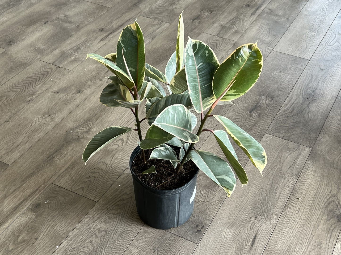 Ficus elastica 'Tineke Rubber tree'