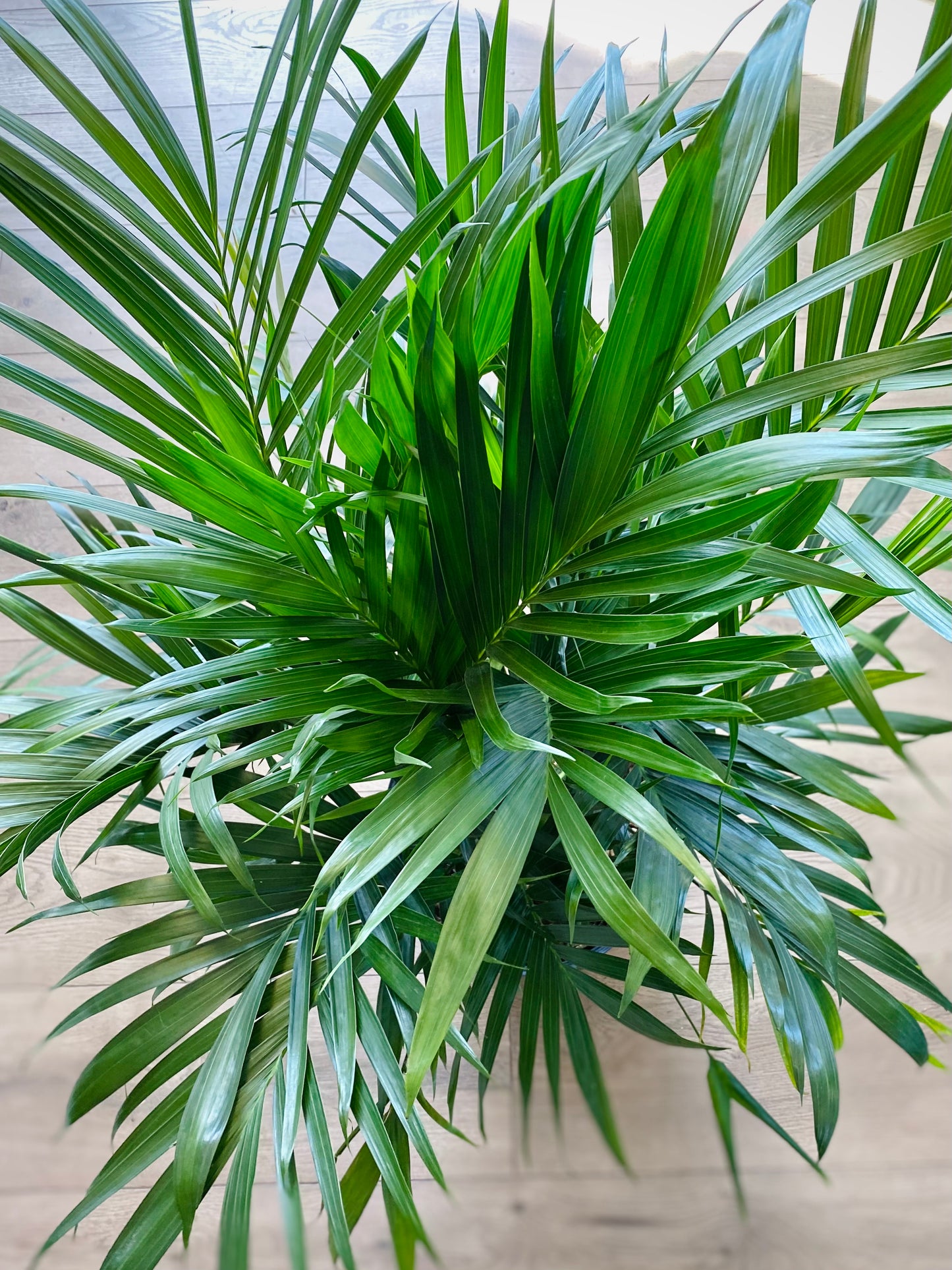 Chamaedorea elegans neanthe 'Bella Palm'