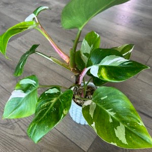 Philodendron 'White Princess'