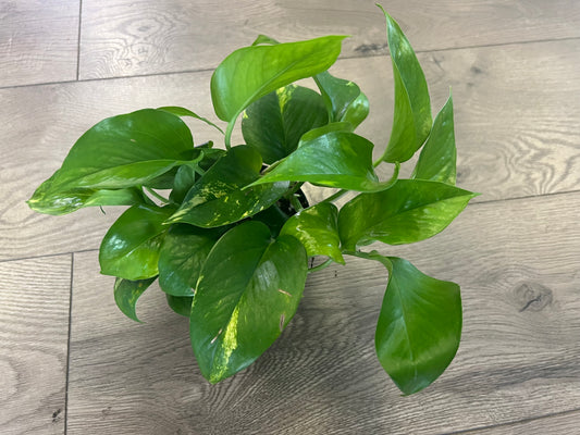 Epipremnum aureum 'Golden Pothos'