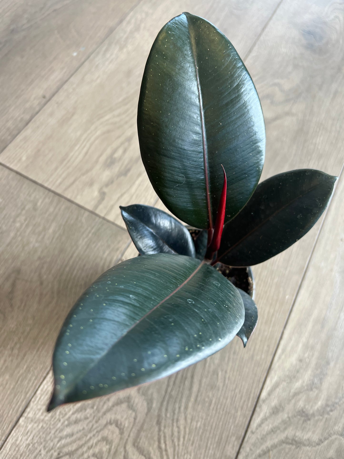 Ficus elastica 'Burgundy Rubber tree'