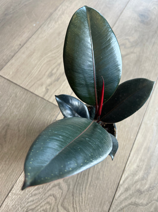 Ficus elastica 'Burgundy Rubber tree'