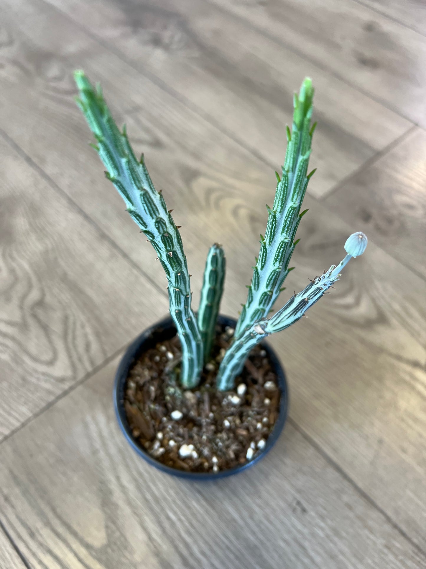 Scenecio stapeliiformis 'Pickle Plant'