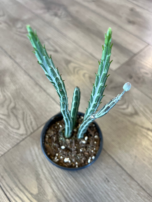 Scenecio stapeliiformis 'Pickle Plant'