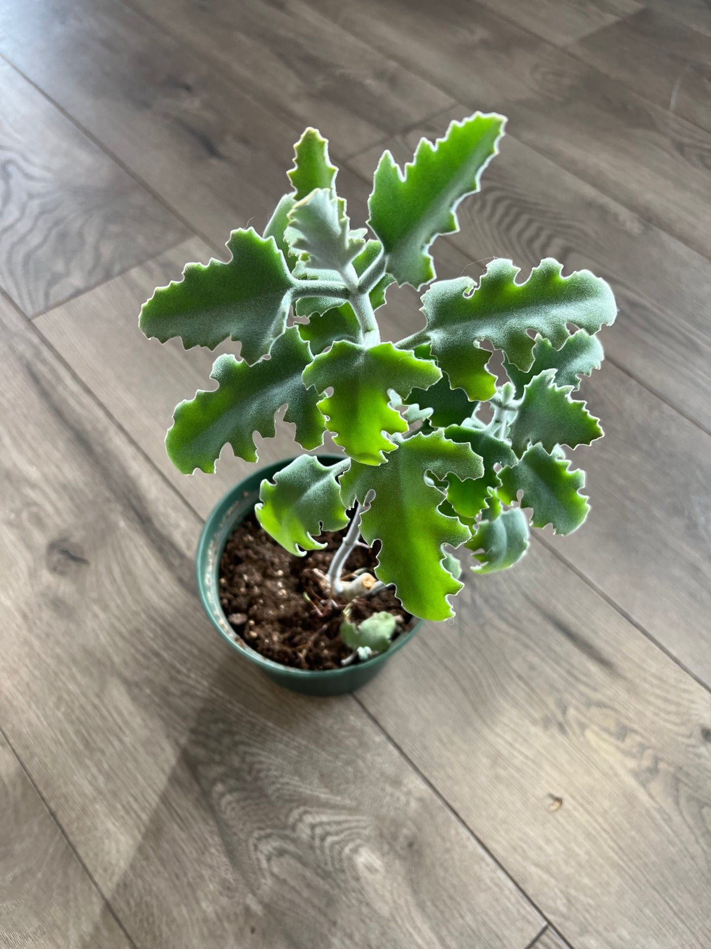 Kalanchoe Beharensis ‘Oak Leaf’
