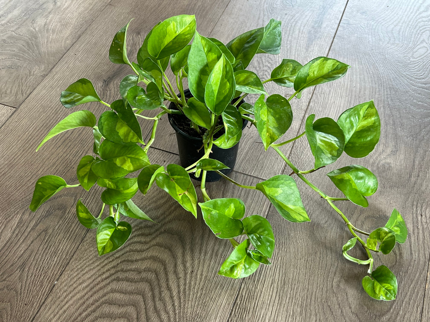 Epipremnun aur 'Global Green'