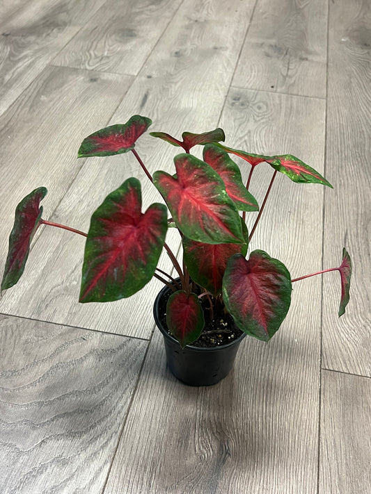Caladium 'Bicolor'