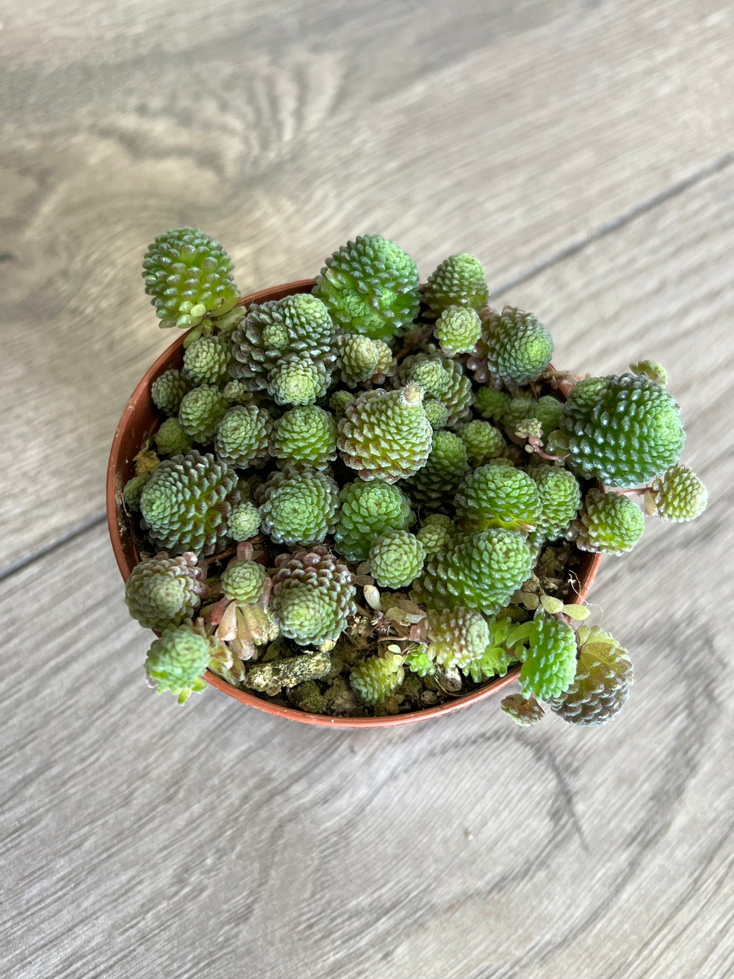 Monathes polyphylla