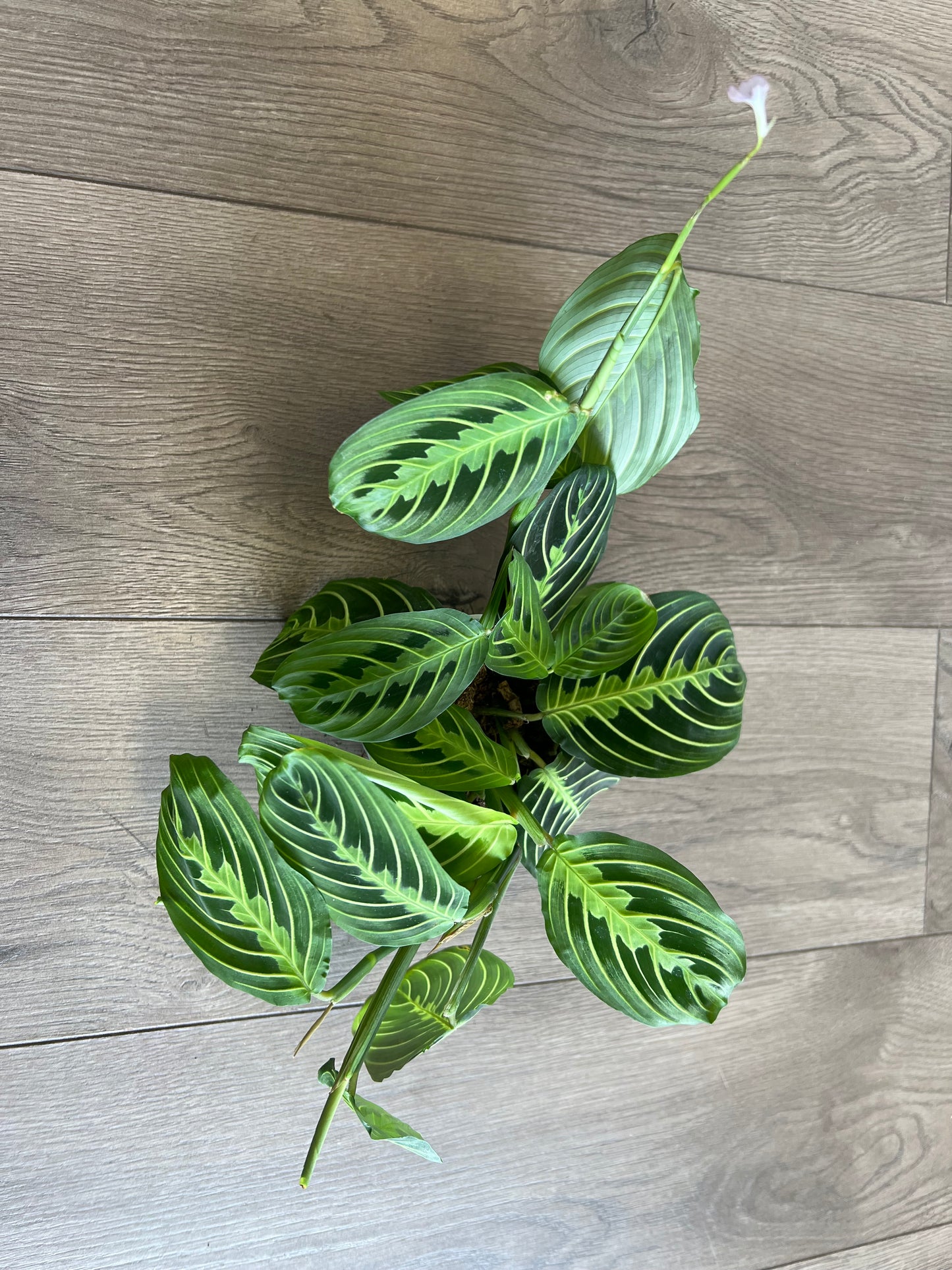 Maranta 'Prayer Plant Green'