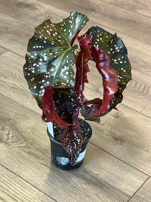 Angel Wing Begonia 'Cracklin Rosie'