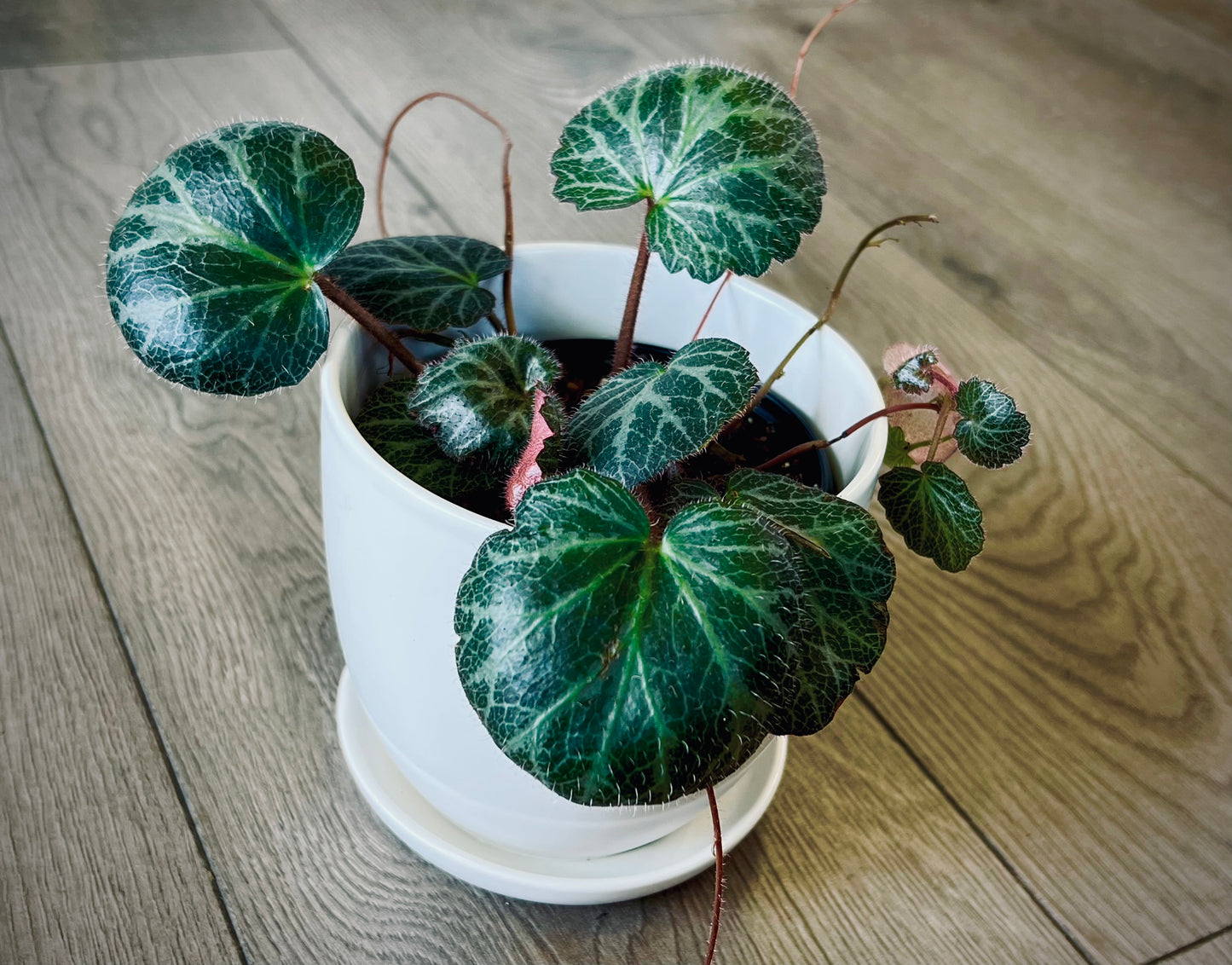 Saxifraga stolonifera 'Strawberry Begonia'