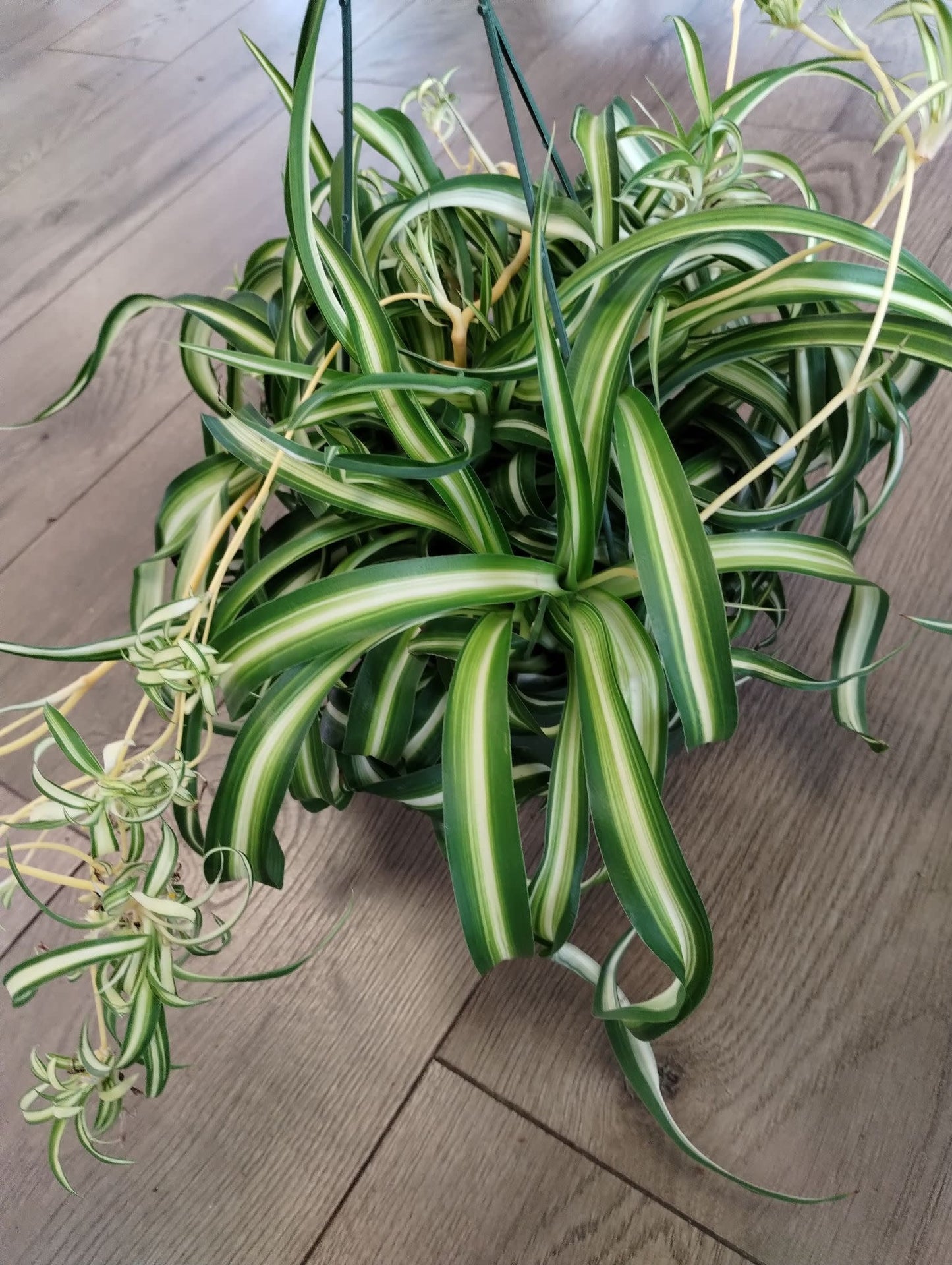Chlorophytum comosum 'Bonnie'