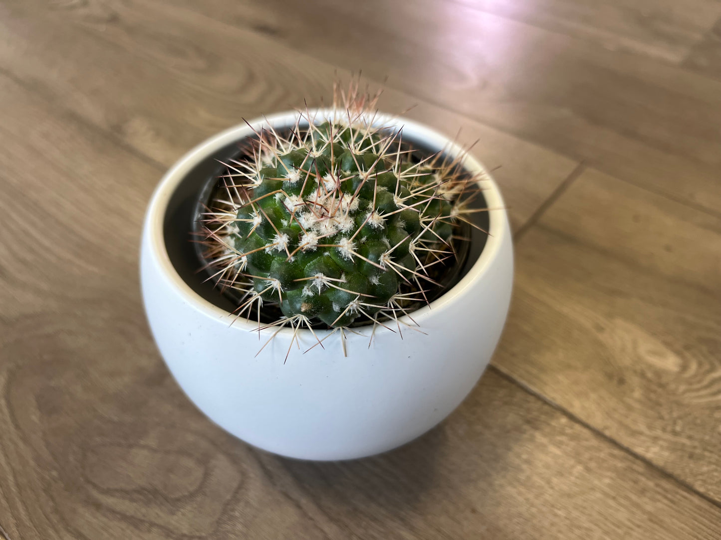 Mammillaria polythele cactus