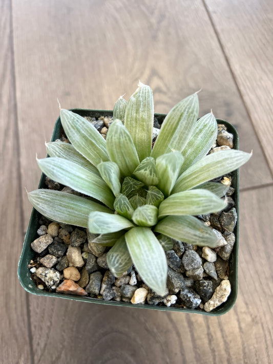 Haworthia retusa 'White Ghost'