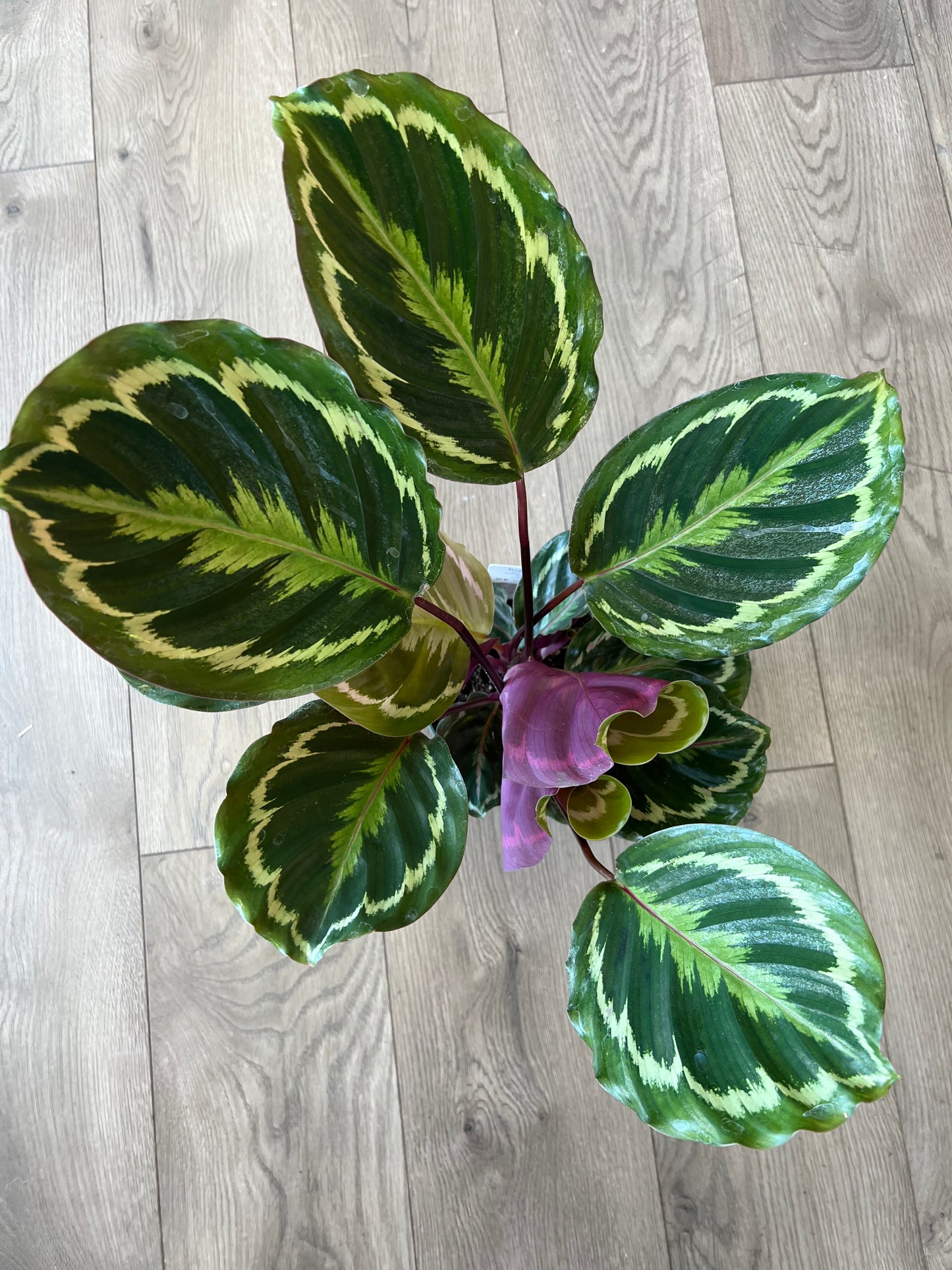 Calathea Medallion