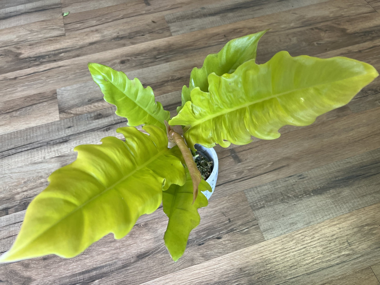 Philodendron gregarious 'Golden Crocodile'