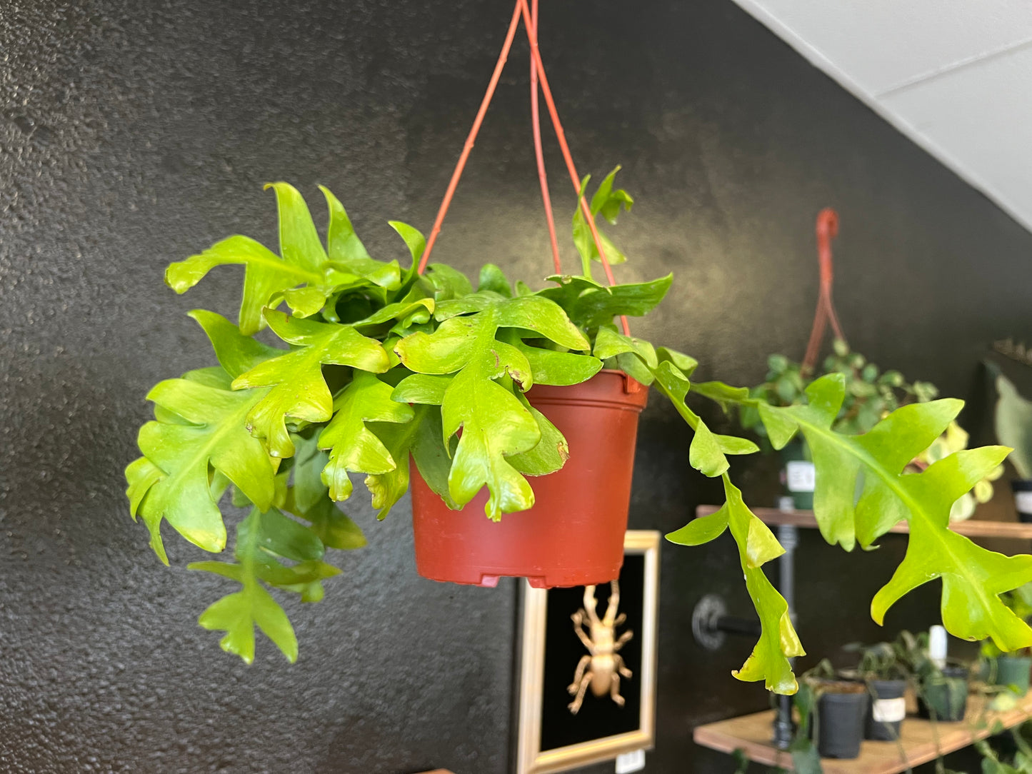 Epiphyllum chrysocardium 'Fernleaf Cactus'