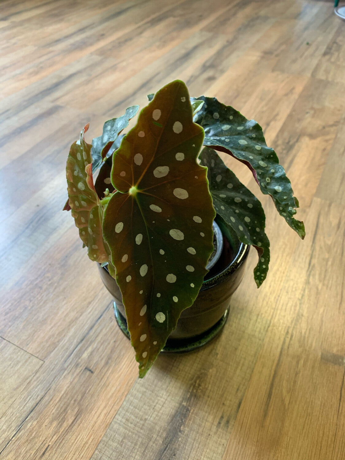 Angel Wing Bagonia 'Maculata Silver Spot'