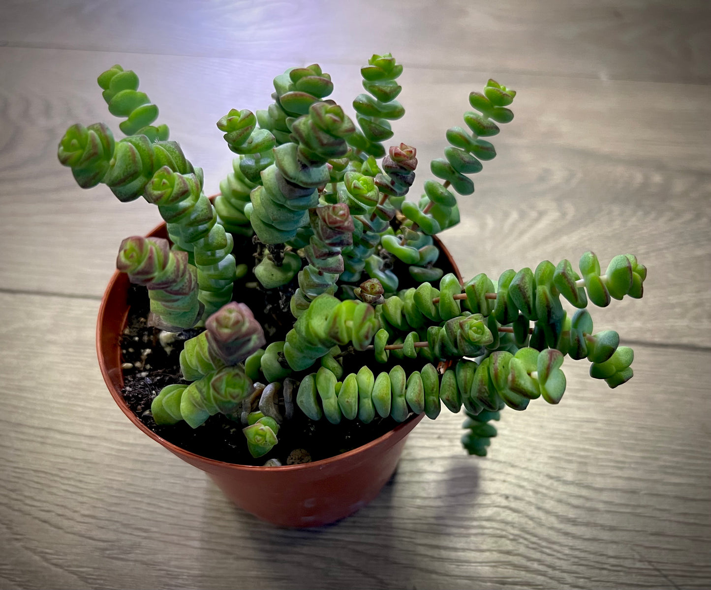 Crassula marnieriana 'Jade Necklace'