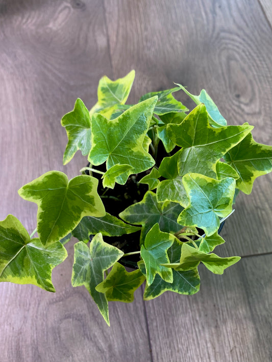 Hedera helix ‘Gold Child English Ivy’