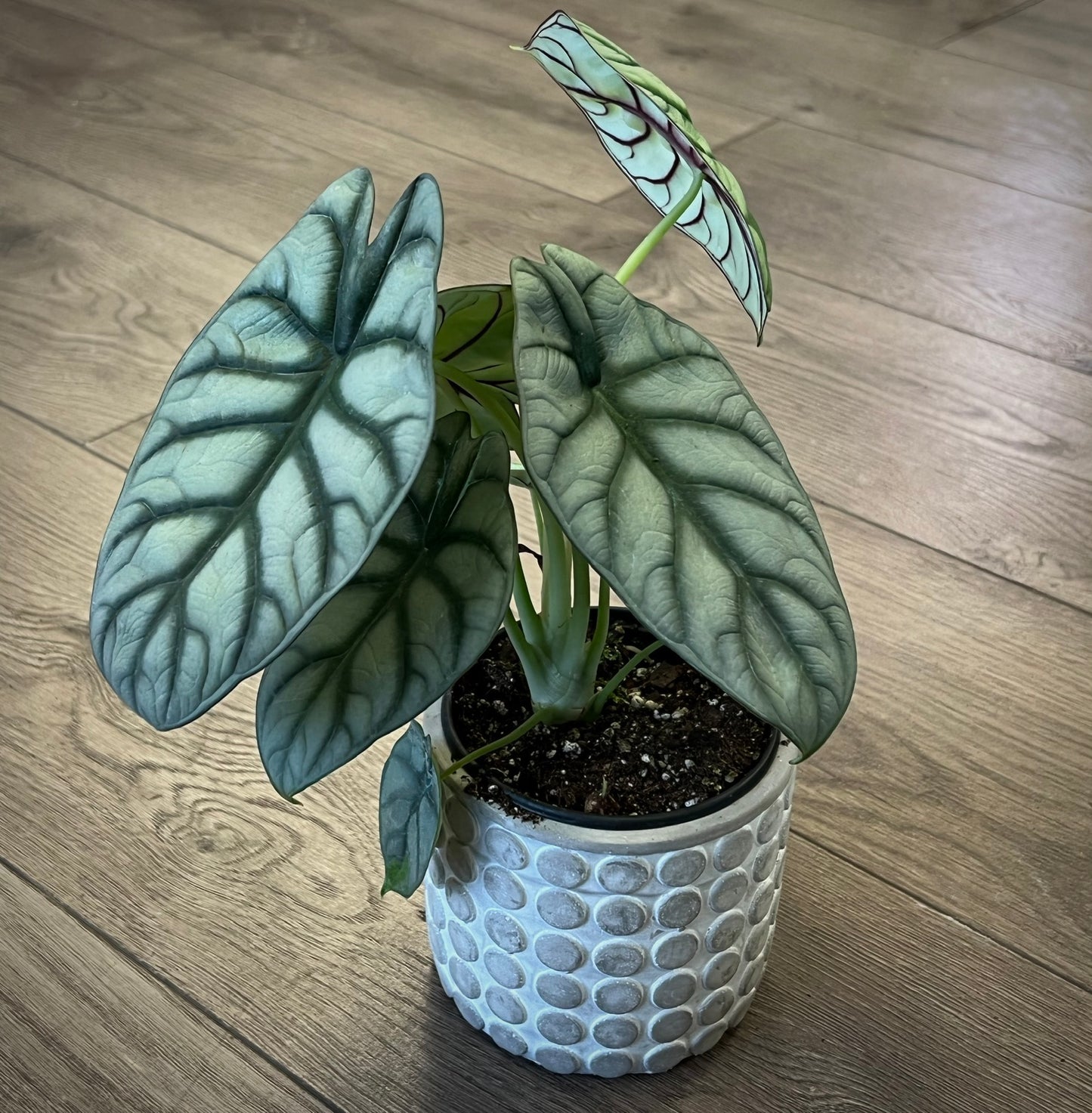 Alocasia 'Silver dragon scale'