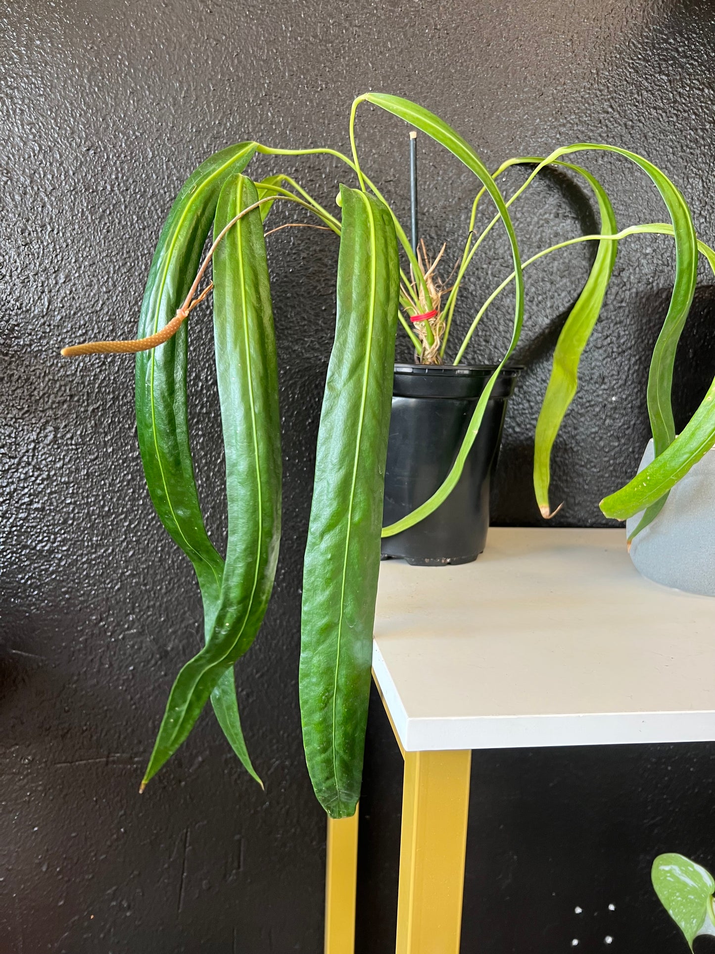 Anthurium friedrichsthalii