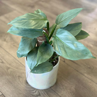 Philodendron hastatum 'Silver Sword'