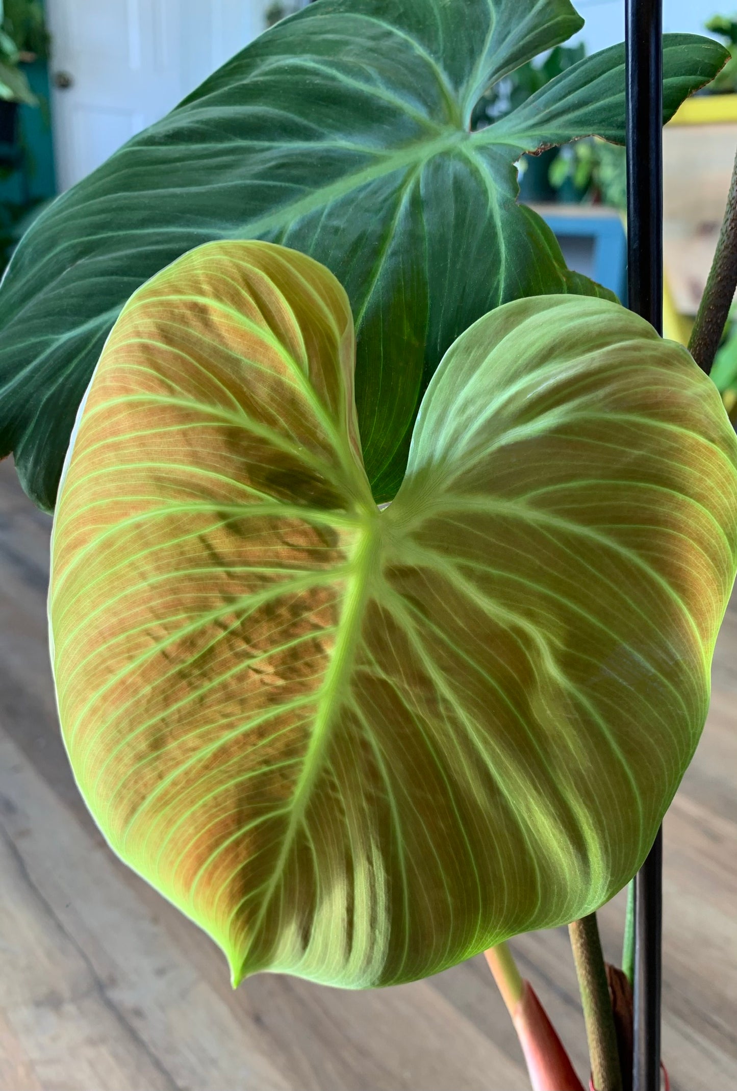 Philodendron rubri 'El Choco Red'