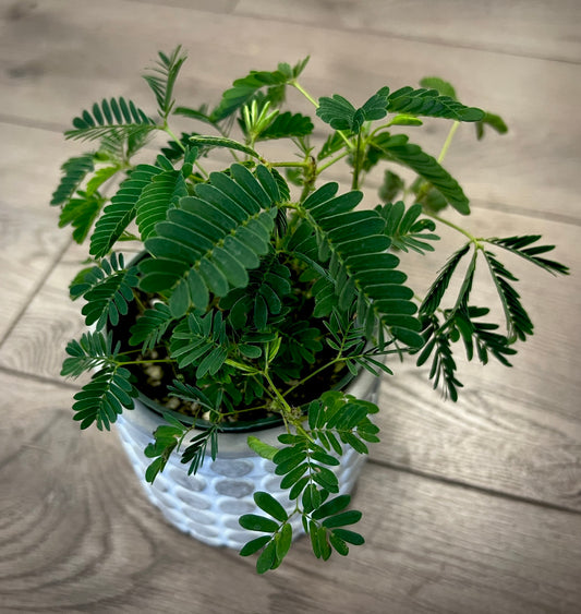 Mimosa pudica 'Sensitive plant'