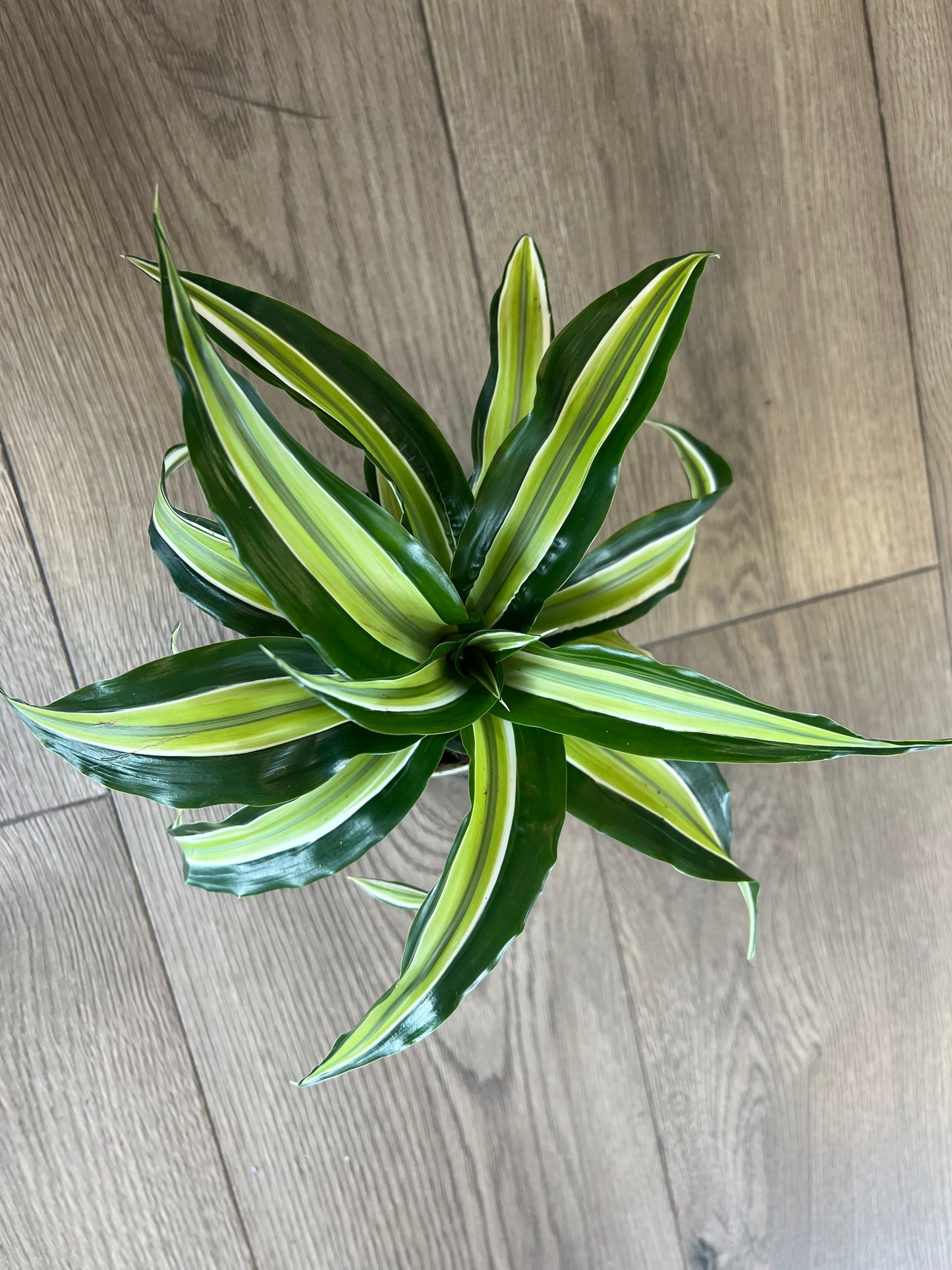 Dracaena ‘Malaika’