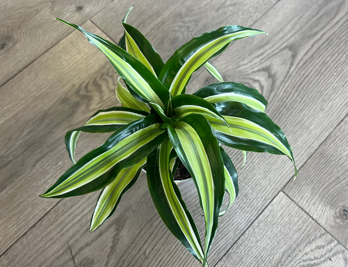 Dracaena ‘Malaika’