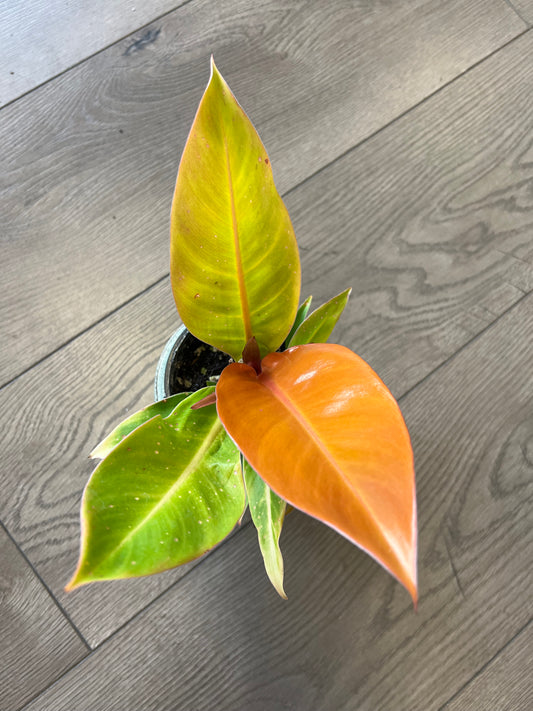 Philodendron 'Prince of Orange'