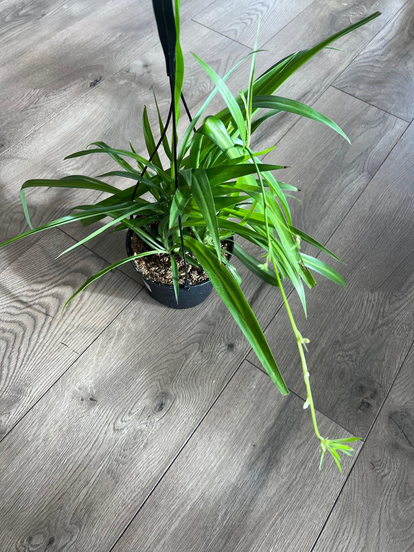 Chlorophytum comosum 'Spider Plant'