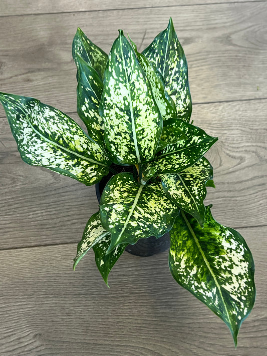 Aglaonema 'Spring Snow'