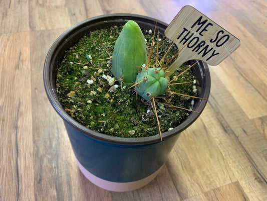 Trichocereus bridgesii monstrose 'Penis Cactus'