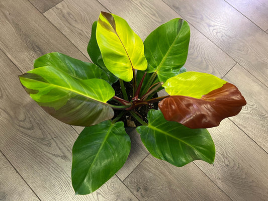 Philodendron 'Yellow Flame'