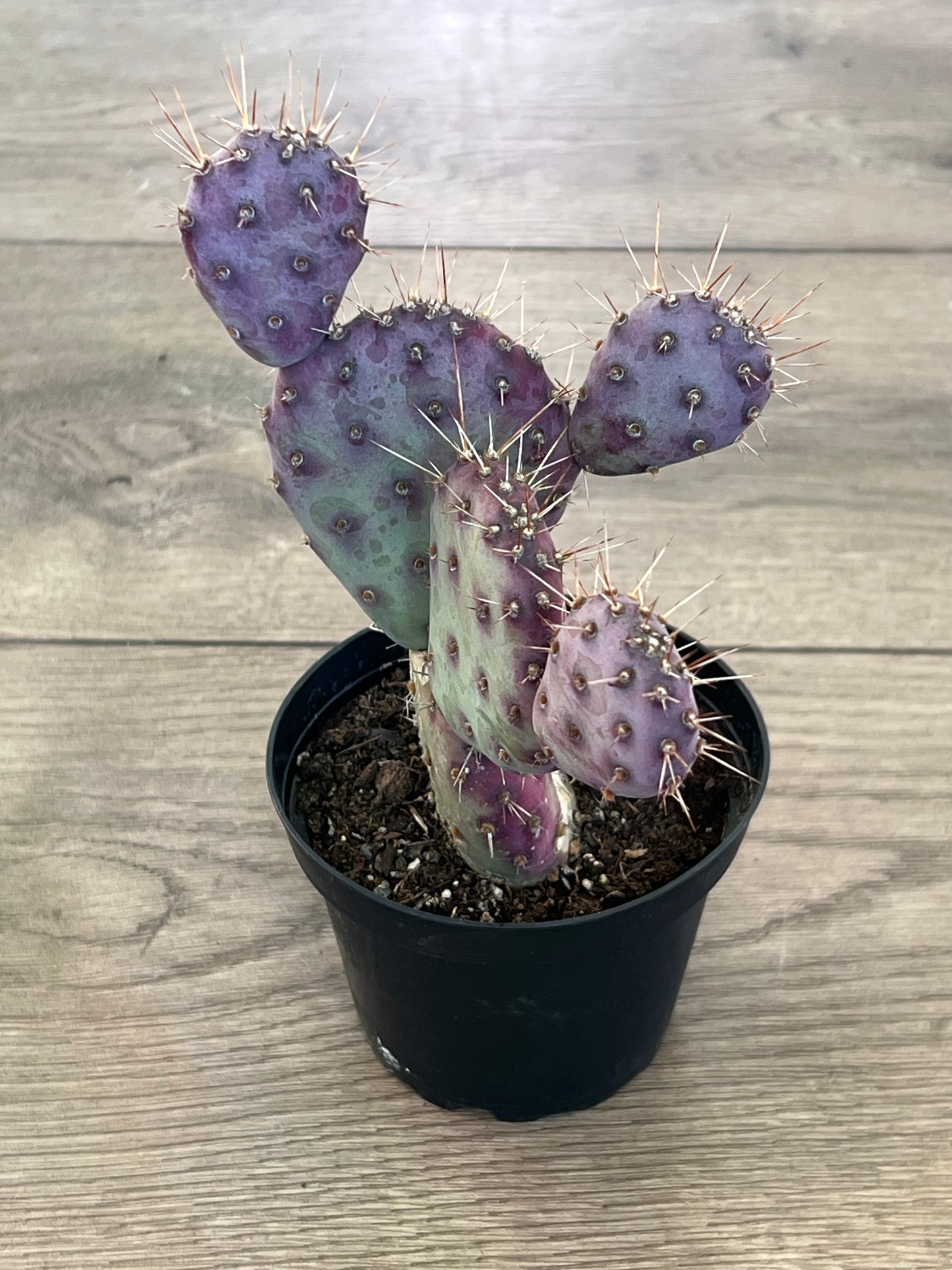 Opuntia x basilaris 'Dwarf Prickly Pear cactus'