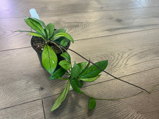 Hoya 'crassipetiolata’
