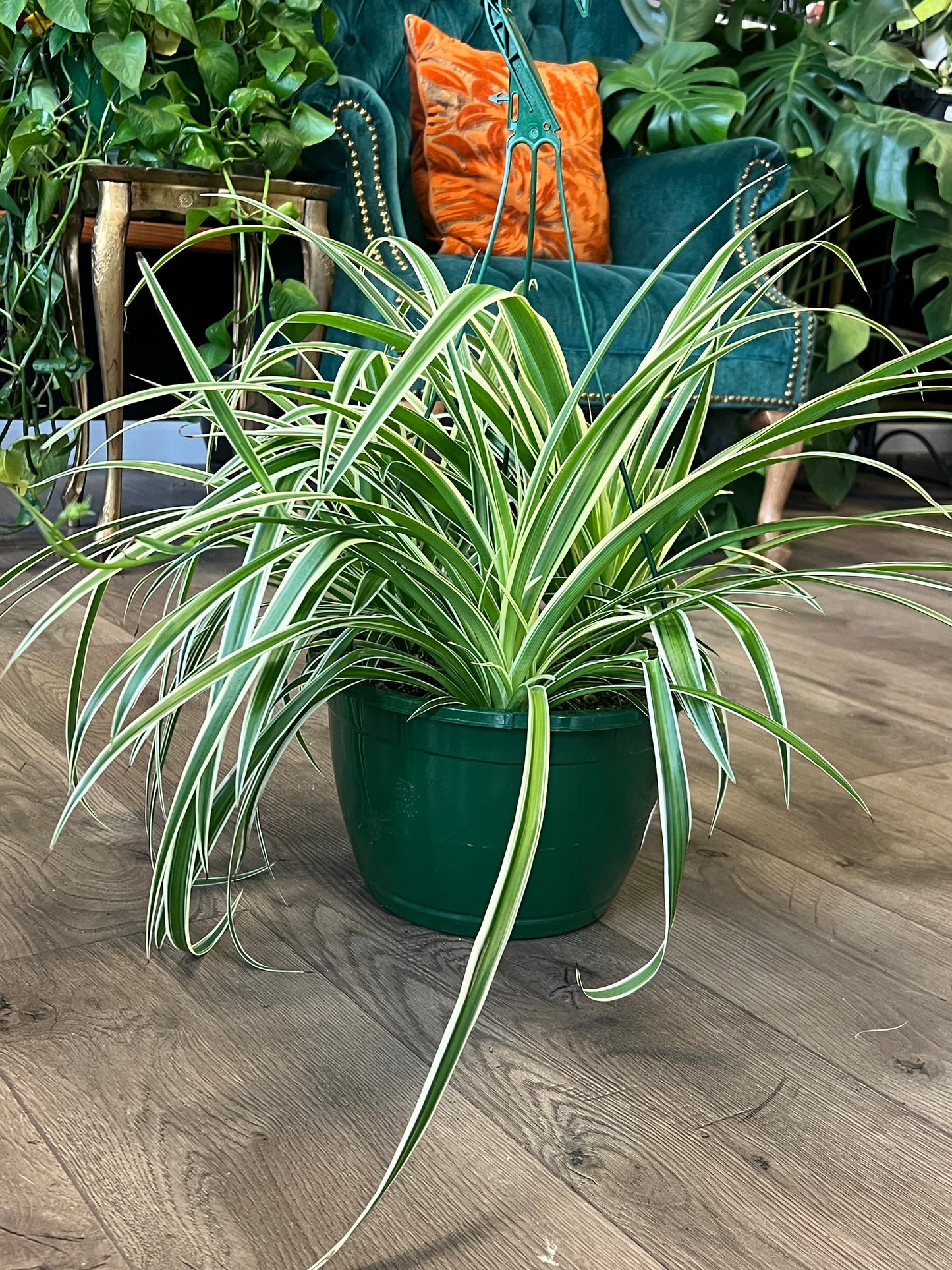 Chlorophytum comosum 'Variegated Spider Plant'