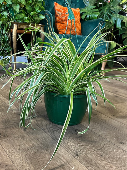 Chlorophytum comosum 'Variegated Spider Plant'