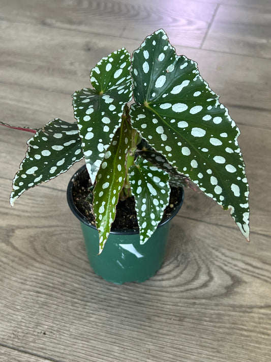 Angel Wing Begonia 'Maculata Famingo Queen'